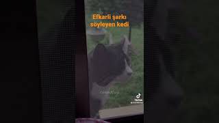 Efkarlı Şarkı Söyleyen Kedi Resimi