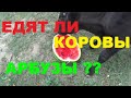 ЕДЯТ ЛИ КОРОВЫ АРБУЗЫ ??