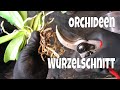 Orchideen Wurzelschnitt leicht gemacht bei Phalaenopsis - #29