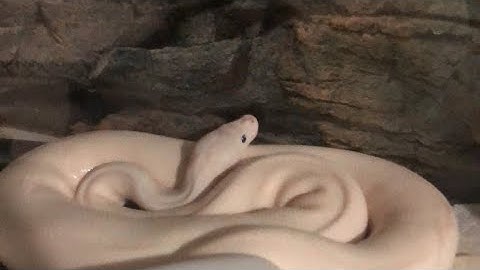 Red tail boa and ball python live feeding