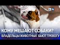 В Новороссийске массово травят домашних собак