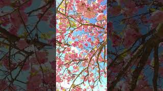 Spring Ambience & Cherry Blossoms  #springambience #cherryblossom #shorts #birdsong