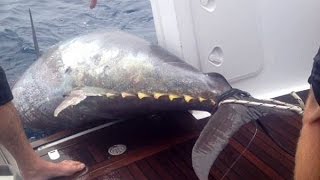 Огромные тунцы красивая съемка