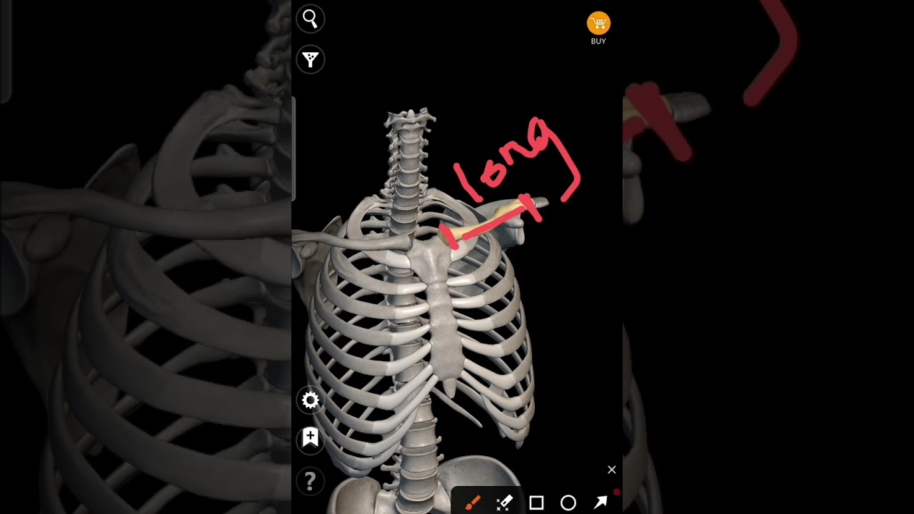 3D anatomy of the clavicle  