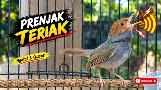 PRENJAK TERIAK-TERIAK! ‼️Suara Pancingan Gacor yang Bikin Ketagihan