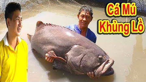 Độc Lạ Phú Quốc || Cá Bống Mú Nuôi 8 Năm Khủng Lồ || Khách Trả 500 Triệu Không Bán