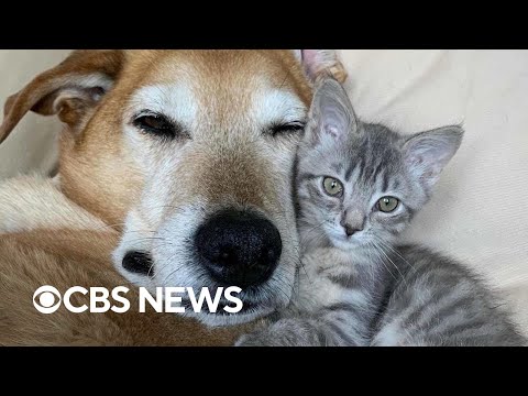 Video: „Pet Scoop“: katės tėvas puoselėja kačiukus, NYPD padeda išgelbėti šunį