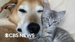 Former foster dog helps owner take care of foster kittens