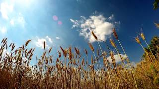 GoPro Time Lapse: Wheat Field