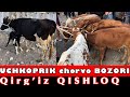 Uchkoprik QIRGIZ qishloq chorvo bozori NARXLARI