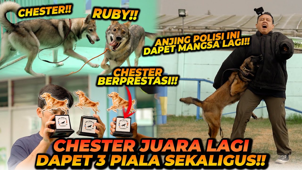 CHESTER JUARA ! DAPET 3 PIALA MELAWAN 60 EKOR ANJING ! TEAM ALSHAD ADA YANG KENA G1G1T ANJING GALAK!