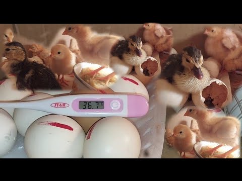 وداعا شراء الكتاكيت بكرتونه ولمبه هنملي البيت طيور علي كل لون طريقه الفقاسه المنزليه كيف تصنع حاضنه