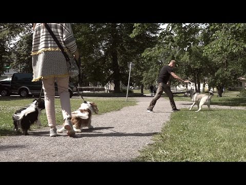 Video: Hur man uppmuntrar en skinnig hund att spela