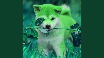 Pulsating Ambience for Family Puppy