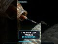 This Snail Hunts Fish With a Harpoon #Shorts