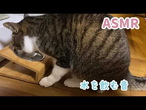 【猫のASMR】カリカリ・お水・グルーミングの音