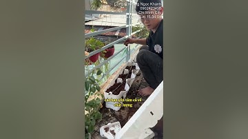 Thi Công Vườn Rau Đứng Vertical Module Bồ Đào Nha có tưới nhỏ giọt và bón phân hữu cơ 100% tự động