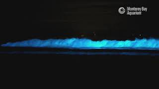 Bioluminescent Waves in Monterey Bay!