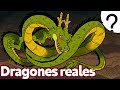 8 Dragones y dónde encontrarlos 🐉