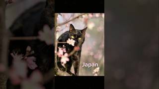 Download Lagu Get to know me! #edit #gettoknowme #gtkm #blackcat #funny #gettoknowmechallenge MP3