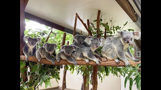 Welcome to Lone Pine Koala Sanctuary