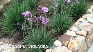 Tulbaghia violacea. Garden Center online Costa Brava - Girona.(Tulbaghia violacea. Garden Center online Costa Brava - Girona. Web: http://personalgardenshopper.es/, 2014-06-14T21:56:23.000Z)