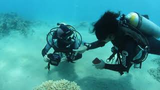 Environmental Dive Briefing - German language