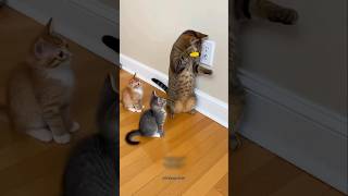 Maine Kuch Nahin Kiya Cat