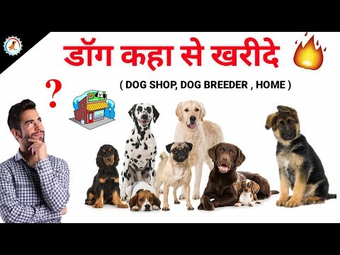 वीडियो: कुत्ते का कॉलर कैसे खरीदें