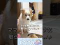 ママの隣を譲って欲しくて妹犬に交渉した結果が悲しくて泣き出したボーダーコリー😭【ゴールデンレトリバー】#shorts