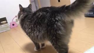 風呂上がりは噛んでくる猫 ノルウェージャンフォレストキャットbite.Norwegian Forest Cat.