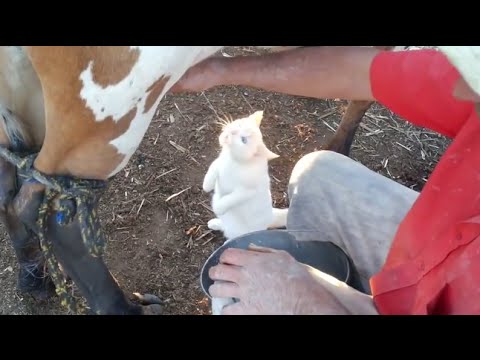 Cat Drinking Milk From Cow - YouTube