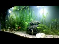 Acuario plantado 180 Litros 12-2015