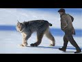 10 Most Beautiful Rare Wild Cats on Planet Earth