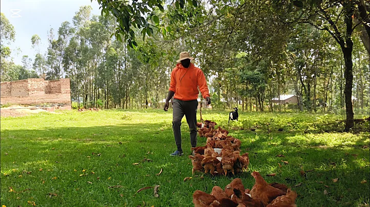 Raising Goats and Chickens on a Small Farm in the Countryside Kenya.