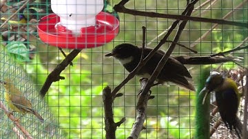 Suasana aviary mini saat hujan turun