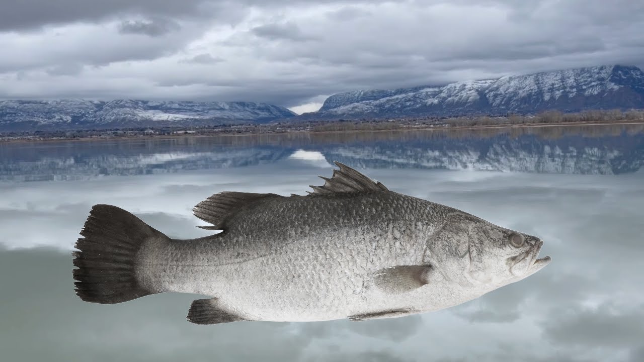 Ice/Dock fishing Utah Lake state Park| Christmas Eve 2021