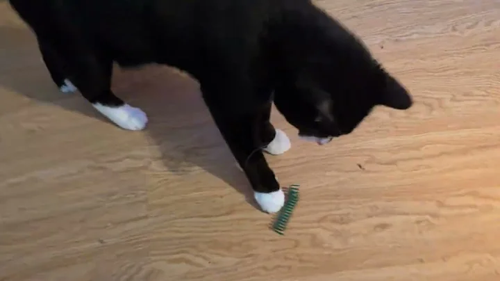 Video 11472701: american shorthair, kitty playing fetch, kitty love