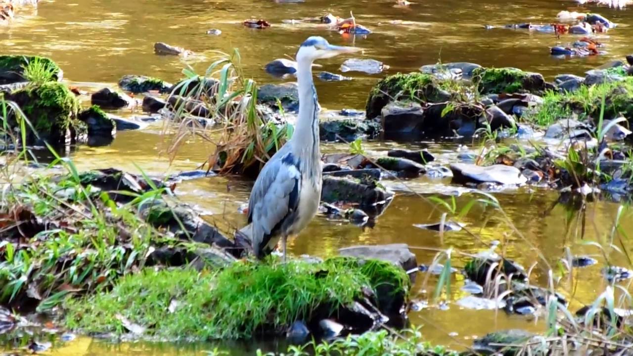 LINN PARK RIVER WALK GLASGOW 2016
