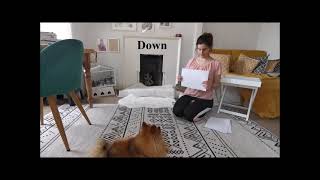 Dog Training: Bijou (German Spitz)  Expert Tricks