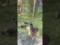 Peafowl aflutter #peacock #peacocks #peafowl #peahen #galliformes