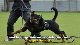 7 Things You Must NEVER Do To Your Rottweiler Dog #rottweiler #dogs