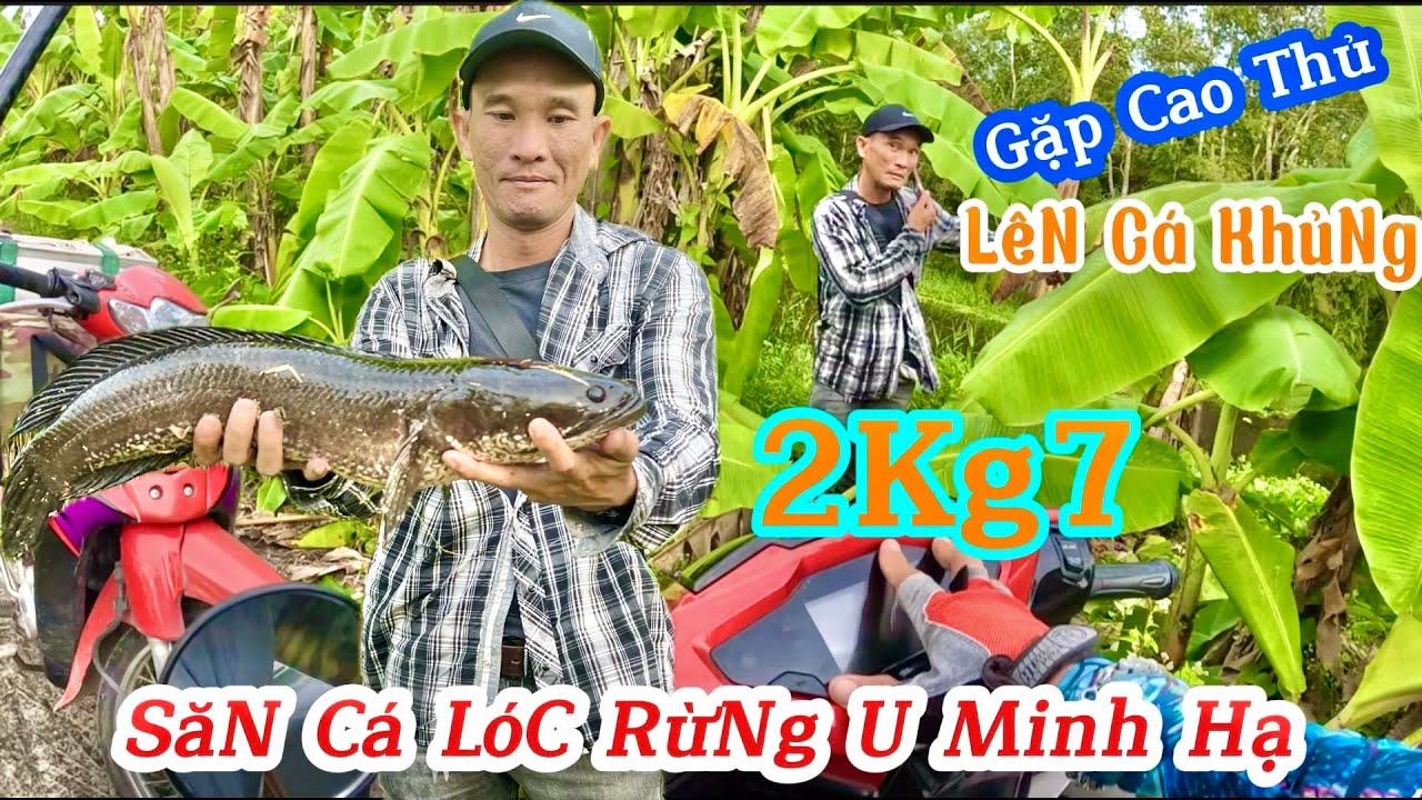 Săn cá lóc rừng u minh hạ || gặp cao thủ lên con cá lóc đen 2kg7 || Du Phan Fishing