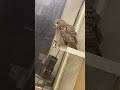  الصوت التحذيري للبومه  بومه بومة