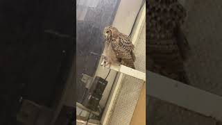 Owl الصوت التحذيري للبومه #owl #بومه #بومة