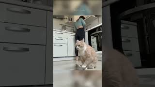 Funny cats 😂 episode 30