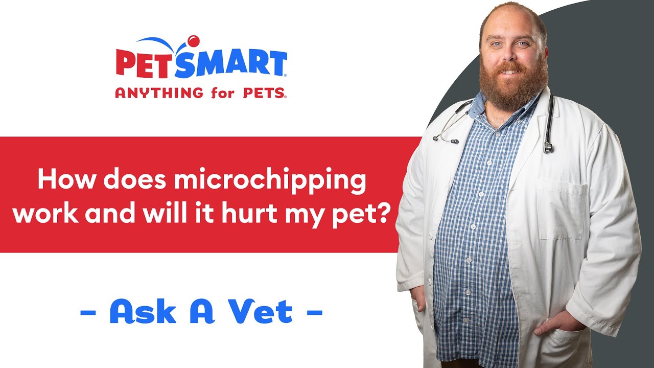How Microchipping Your Pet Works | PetSmart Veterinary Services