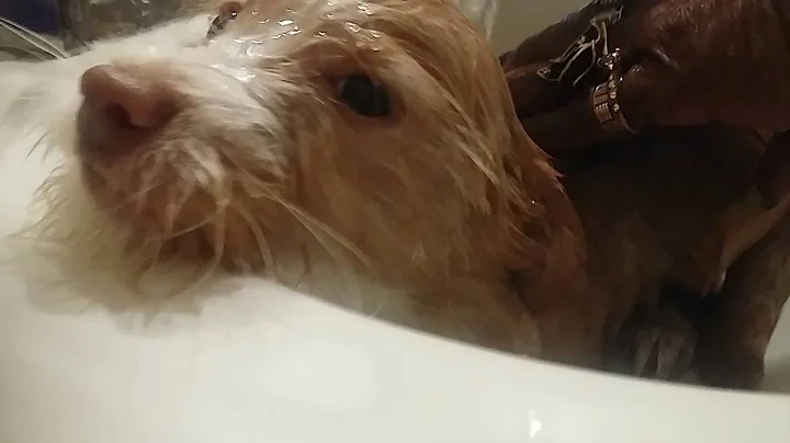 Washing dog listen to granny