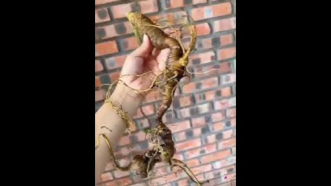 1 củ sâm ngọc linh rừng già kon Tum 1 lạng 6 mời các bác siêu tầm gọi 0377965679 e Nguyệt