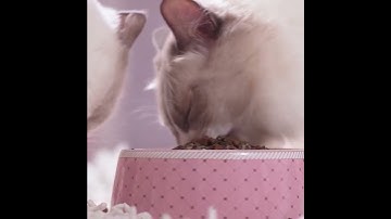 Catnip Craze: Your Feline